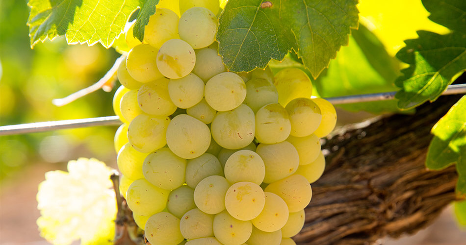 Chardonnay: a uva que se adaptou aos vinhdos do Jura