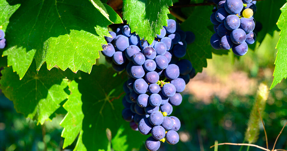 Poulsard: produção nos vinhedos do Jura