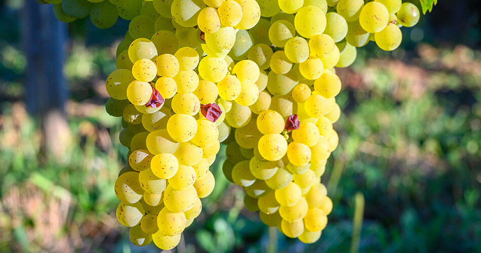Vinhedos do Jura: Conheça a Savagnin, a uva mais famosa da região
