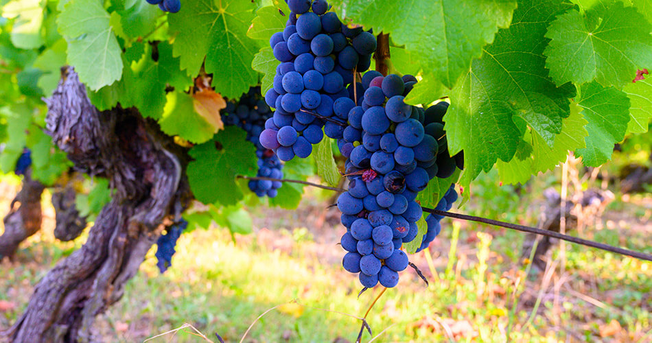 Vinhedos do Jura: Trousseau, um vinho tinto diferenciado